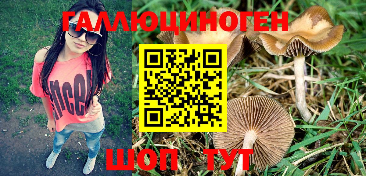 Псилоцибиновые грибы Psilocybe  Вход с VPN  Красноармейск 